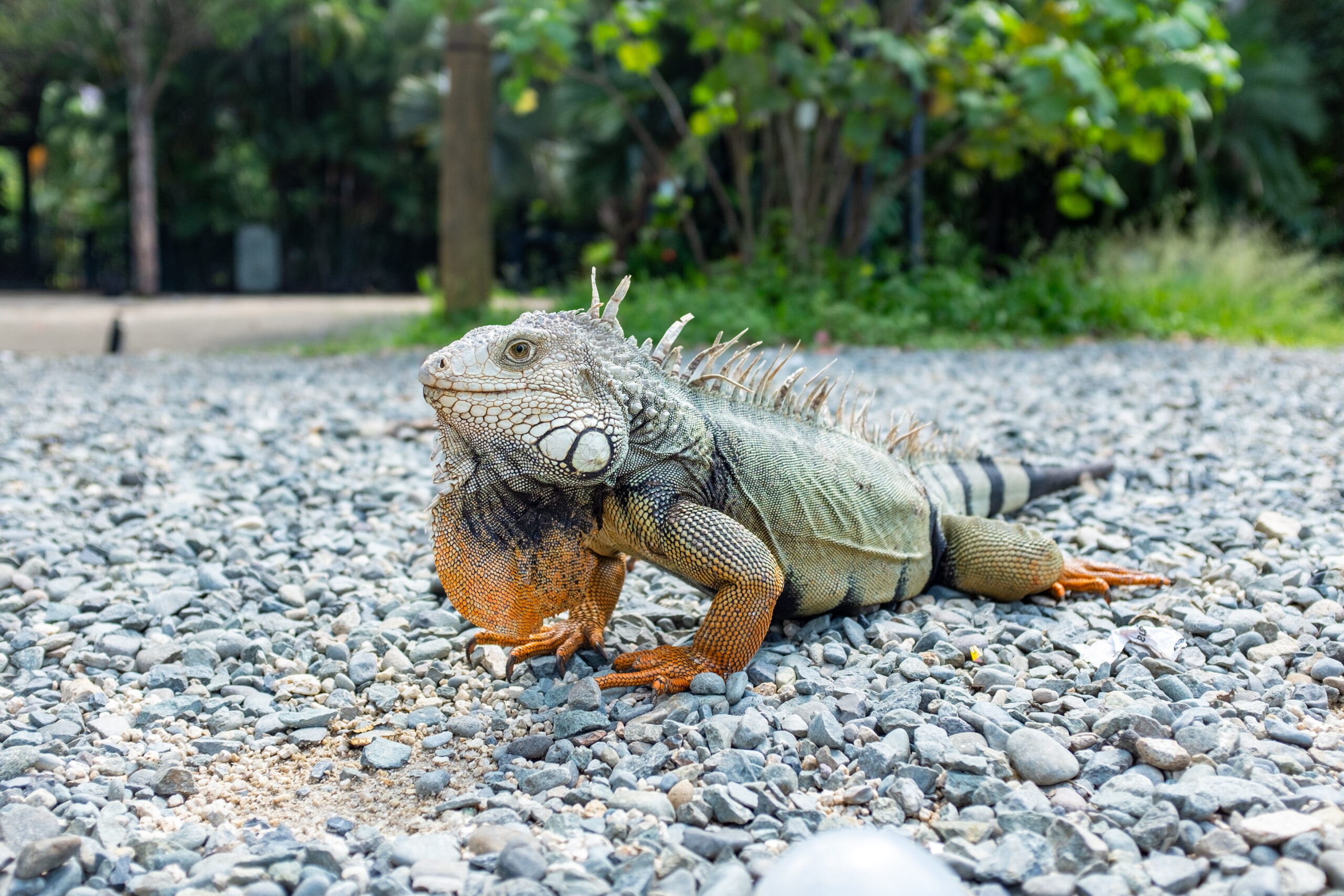 dragons komodo island