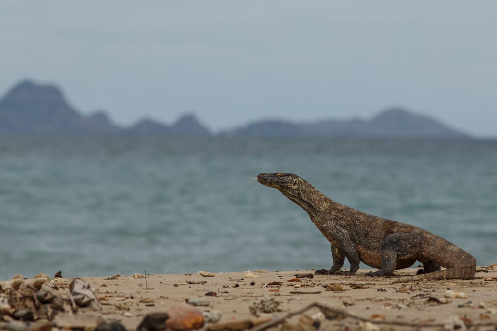 dragons komodo island