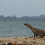 dragons komodo island